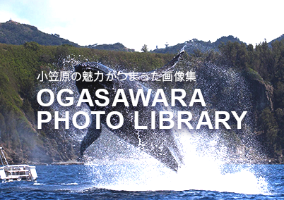 OGASAWARA PHOTO LIBRARY