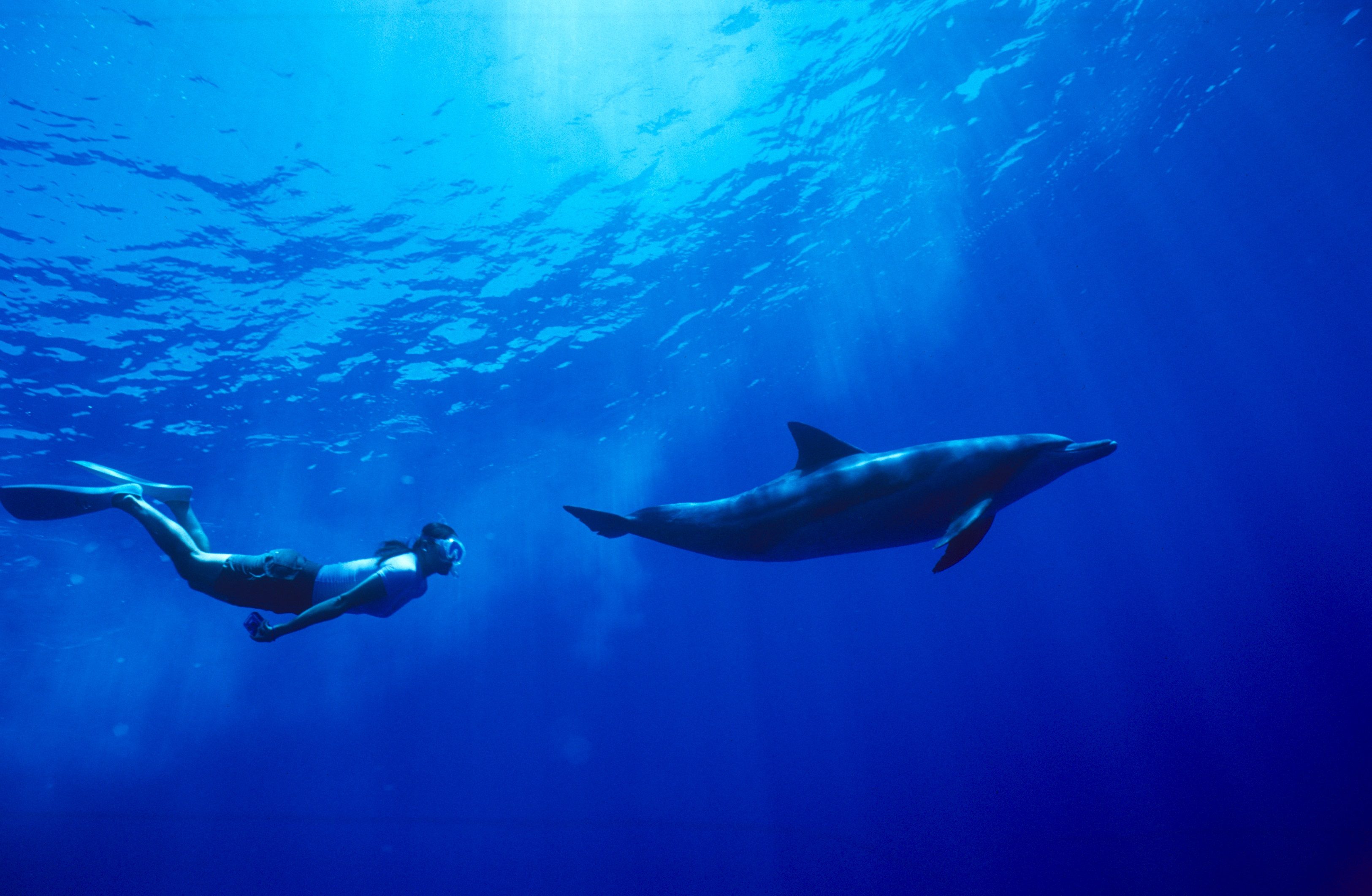 信じられますか 小笠原では野生のイルカと泳ぐドルフィンスイムができるんです 小笠原村観光局