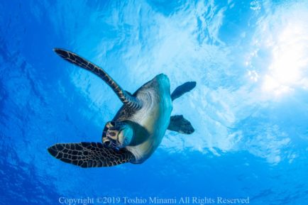 カメラを覗き込む若いアオウミガメ