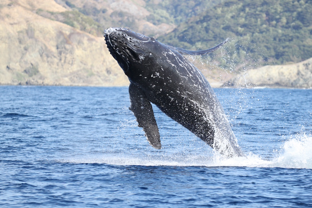 小笠原村教育旅行｜帝京科学大学