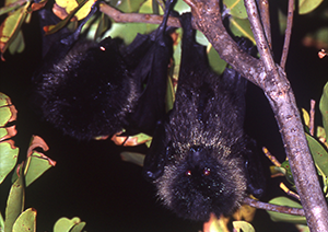 小笠原教育旅行｜自然体験